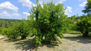 Maulbeerbäume als Kopfbäume in Frankreich