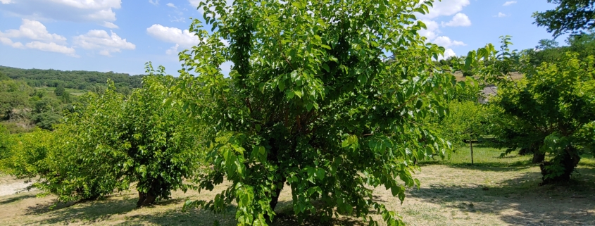 Maulbeerbäume als Kopfbäume in Frankreich